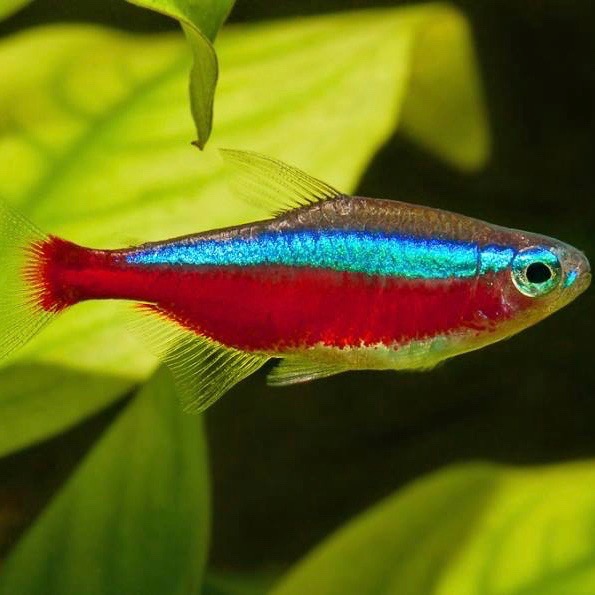 Paracheirodon axelrodi Kardinaaltetra M